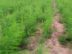 济南千亩芦笋种植基地批发蔬菜种子优质芦笋种苗图3