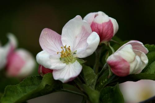 陕西省苹果花期比去年推迟3-5天 4月15日前应注意预防倒春寒