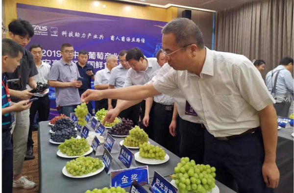 合阳县：合阳县农垦庄园阳光玫瑰喜获2019年中国葡萄产业科技年会鲜食葡萄评比大赛金奖