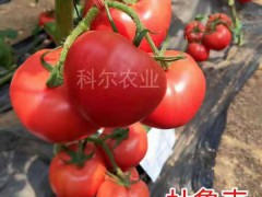 杜鲁克 越夏耐热粉果 抗病毒大粉西红柿 高产粉果番茄图2