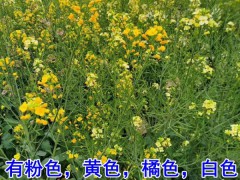 彩色油菜花种子图3