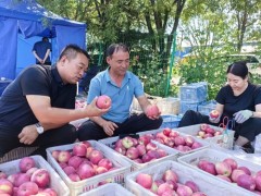 洛川县：早熟苹果“抢鲜”上市